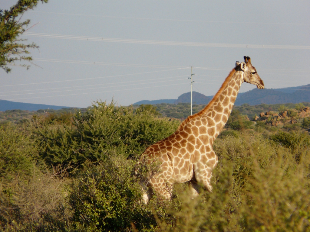 Unsere erste Giraffe