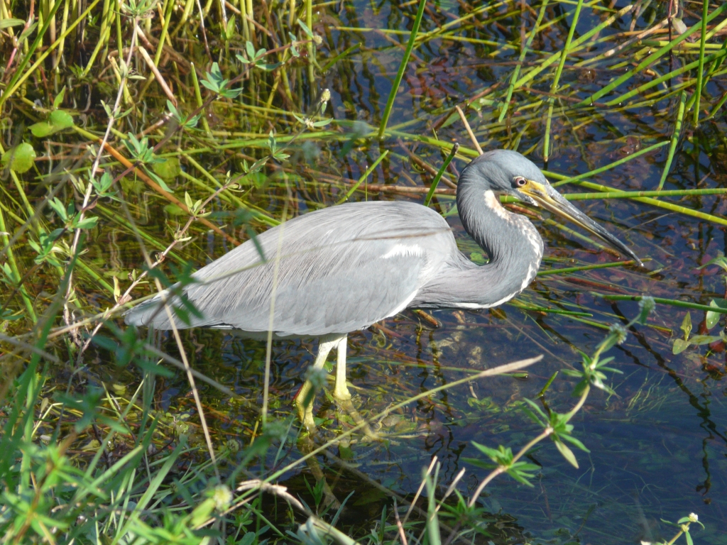 Everglades