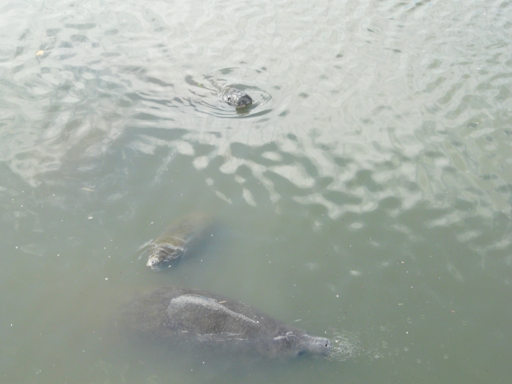 Manatee