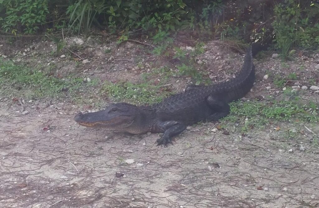 Gator