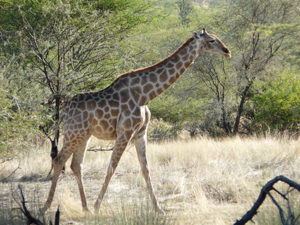 Giraffe ganz nah
