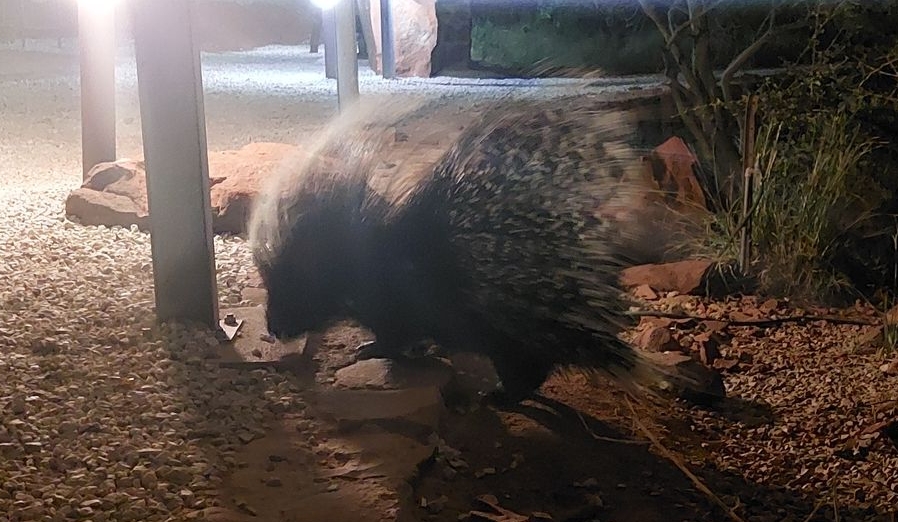 Stachelschwein