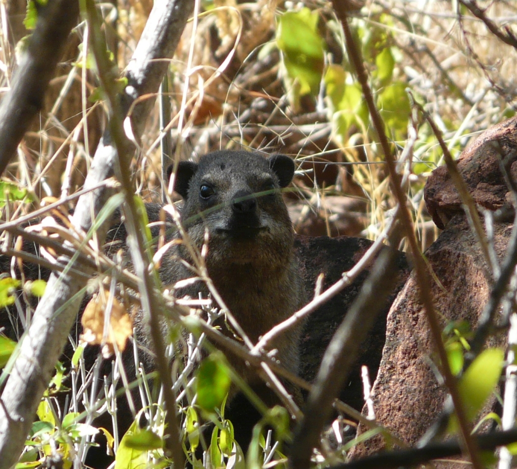 Klippschiefer aka Rock Dassie