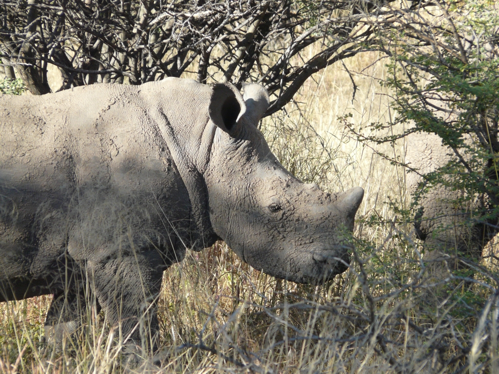Nashorn hautnah