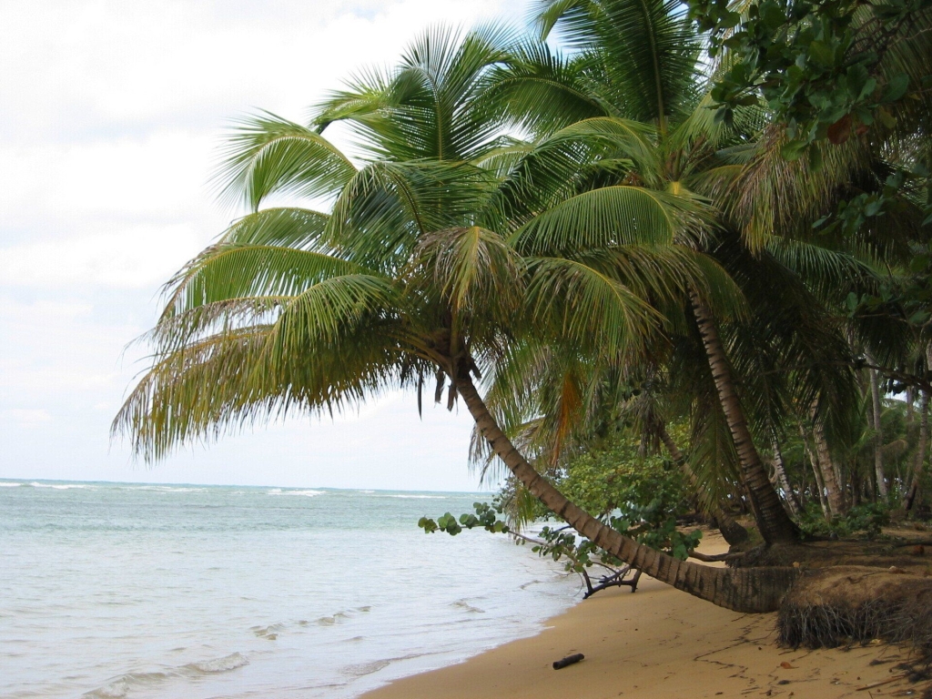 DomRep