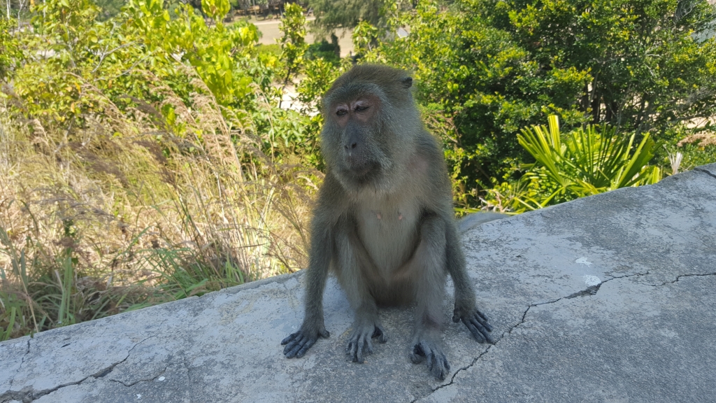 Makake im Nationalpark