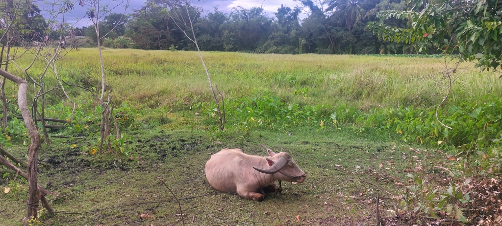 Baan Dam Museum