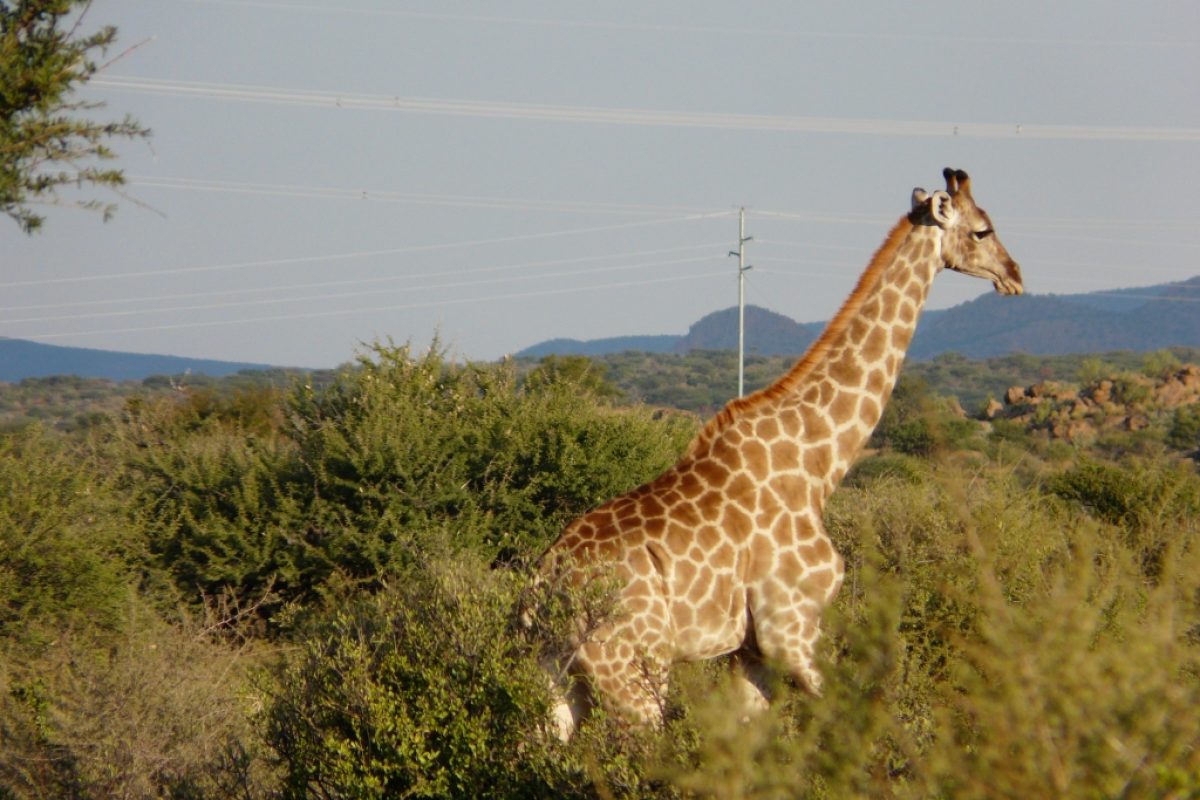 Unsere erste Giraffe