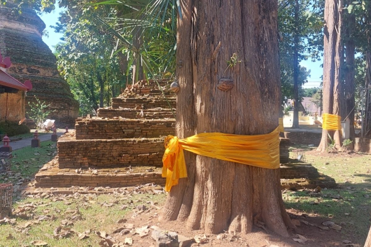 Wat Phra That Chedi Luang