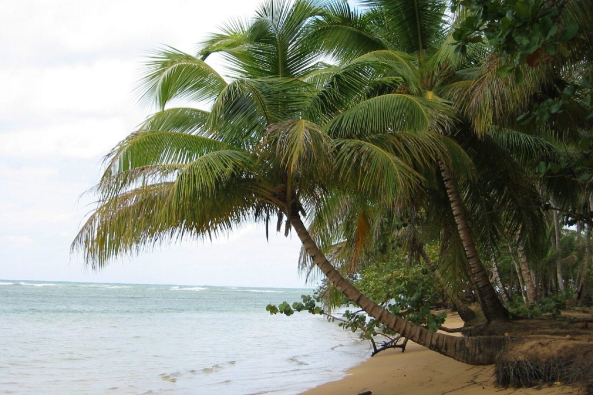 DomRep
