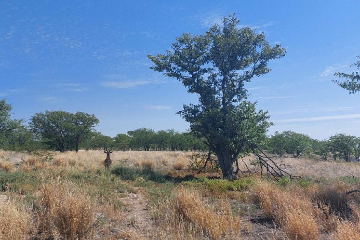 Auf du und du mit dem Kudu
