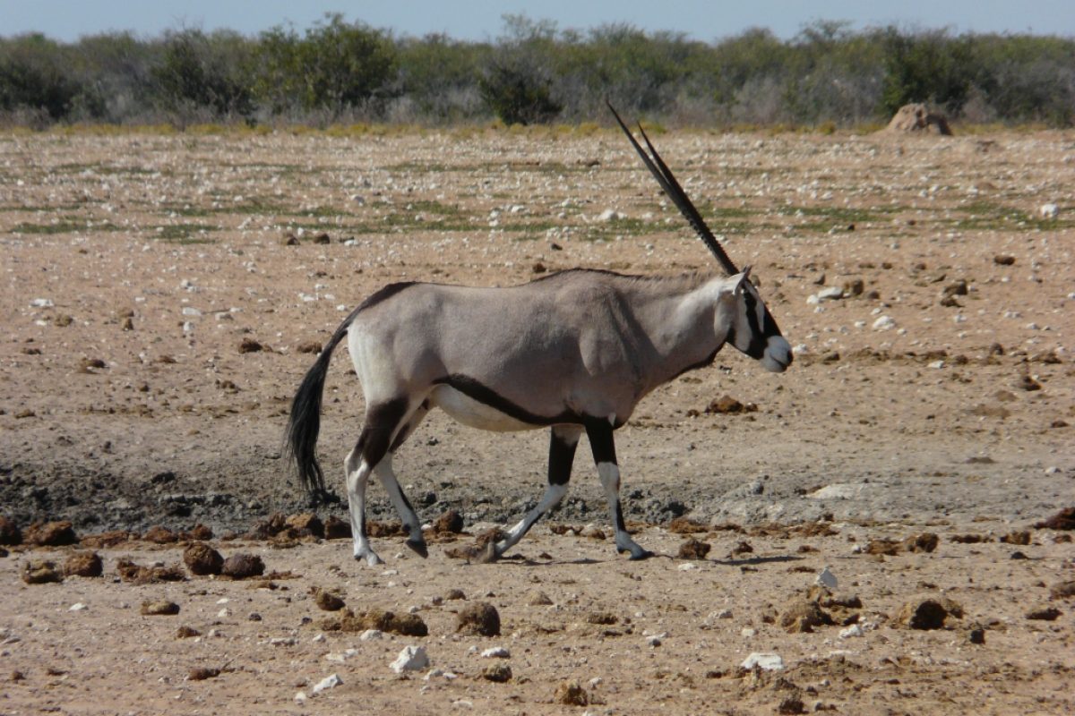 Oryx