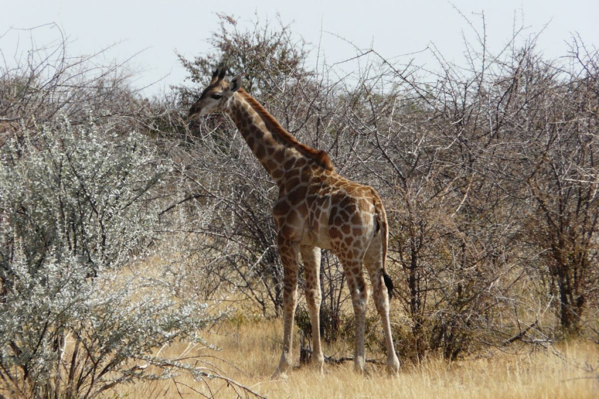 Kleine Giraffe