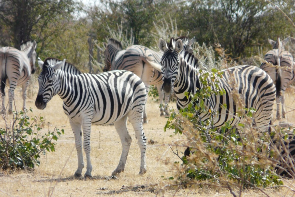 Zebras