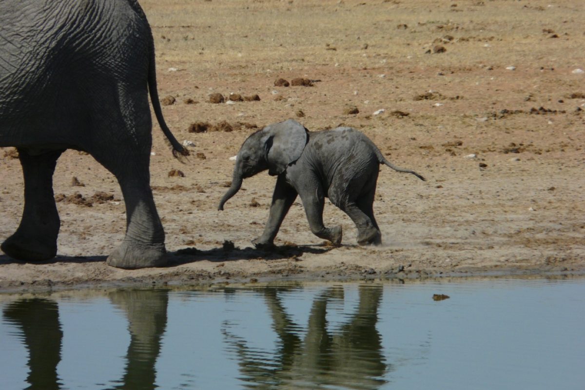 Dumbo