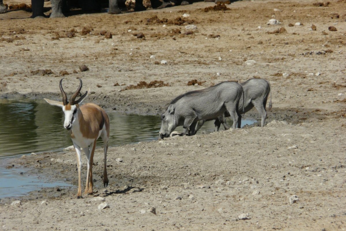 Warzenschweine & Springbock