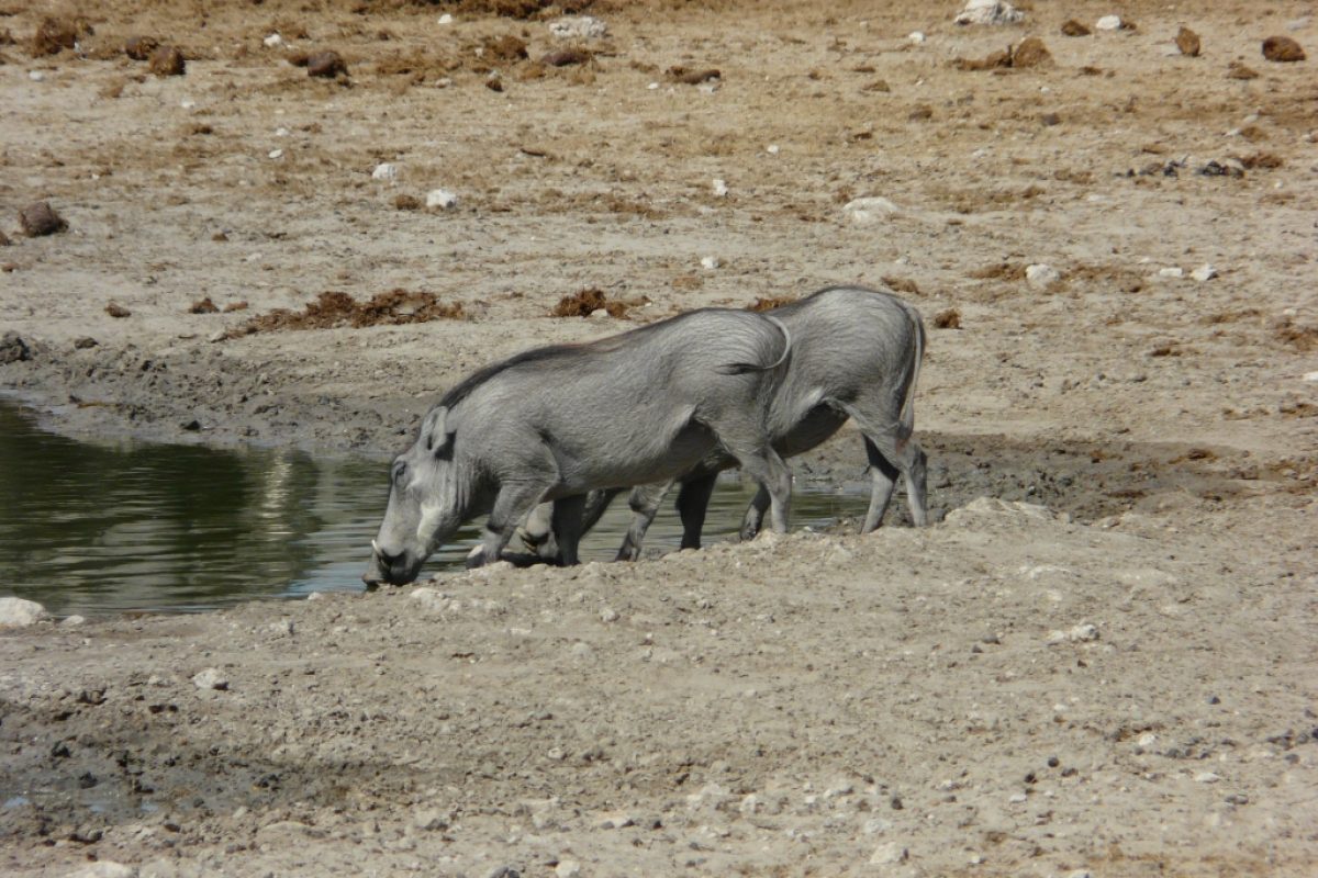 Warzenschweine