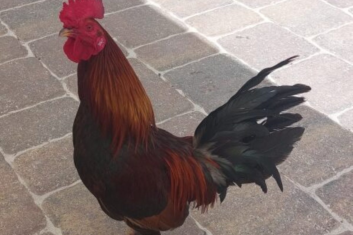 Key West Rooster