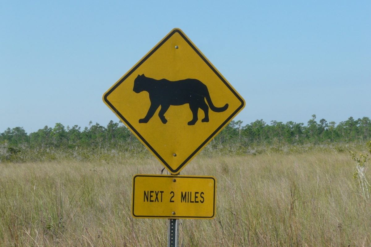 Everglades