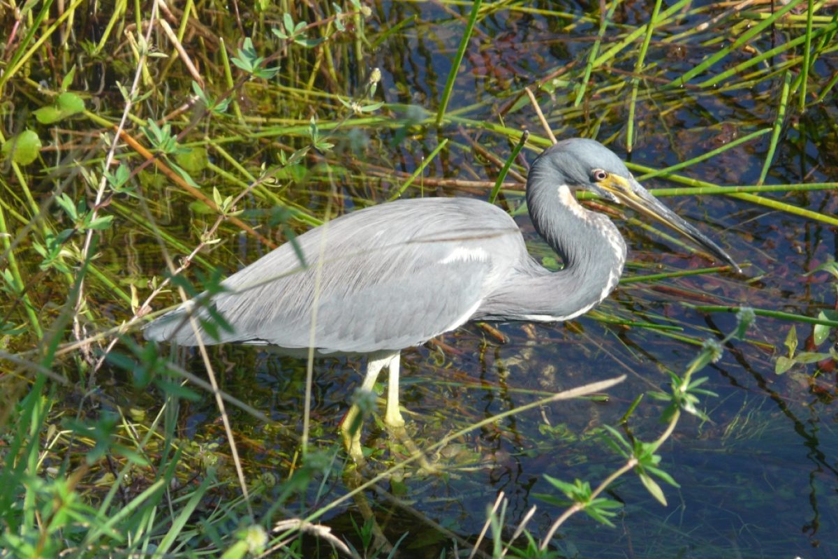 Everglades