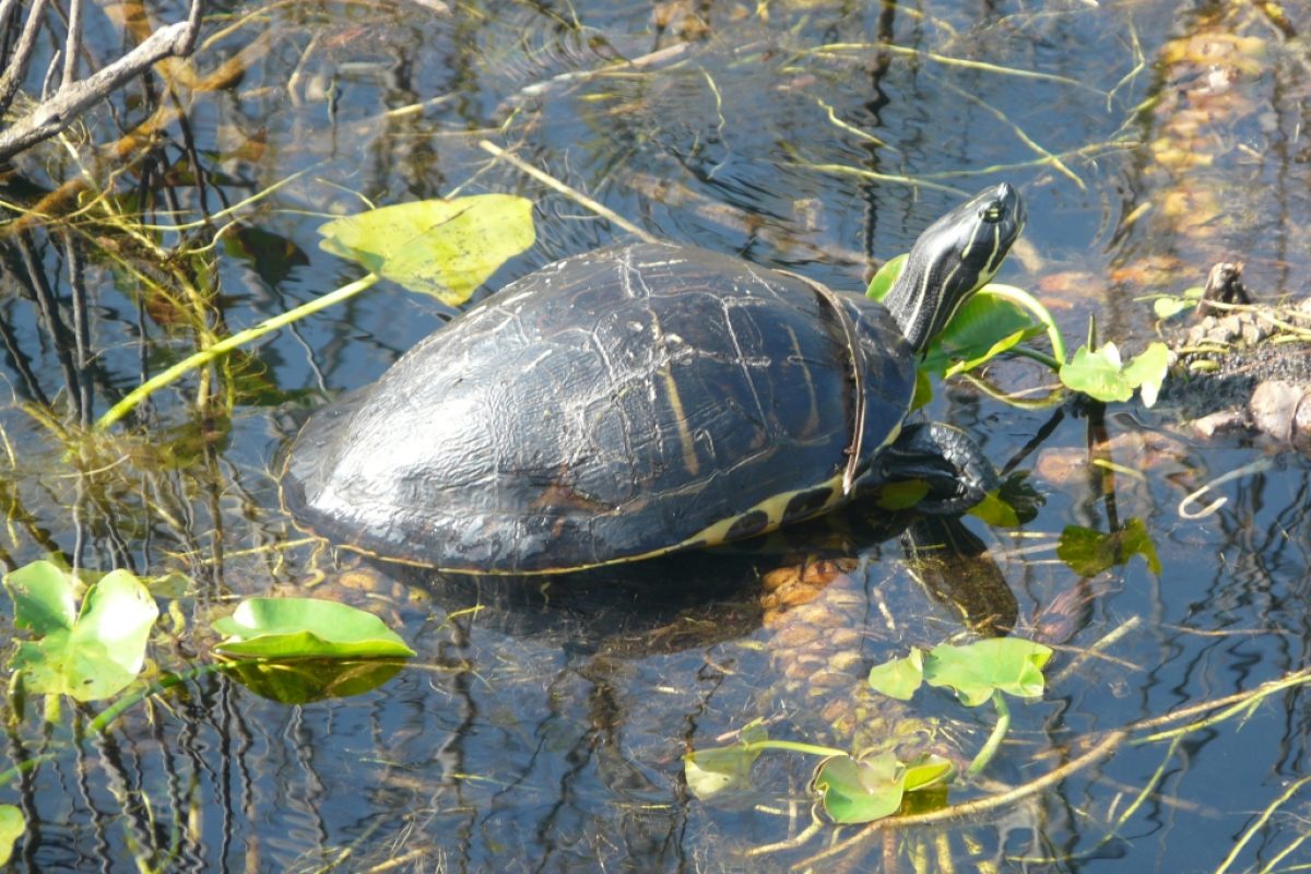 Everglades