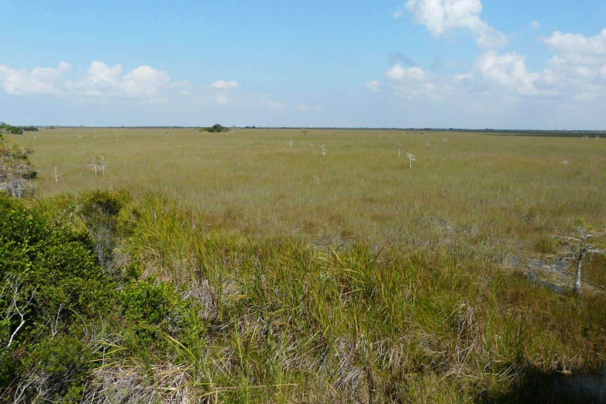 Everglades