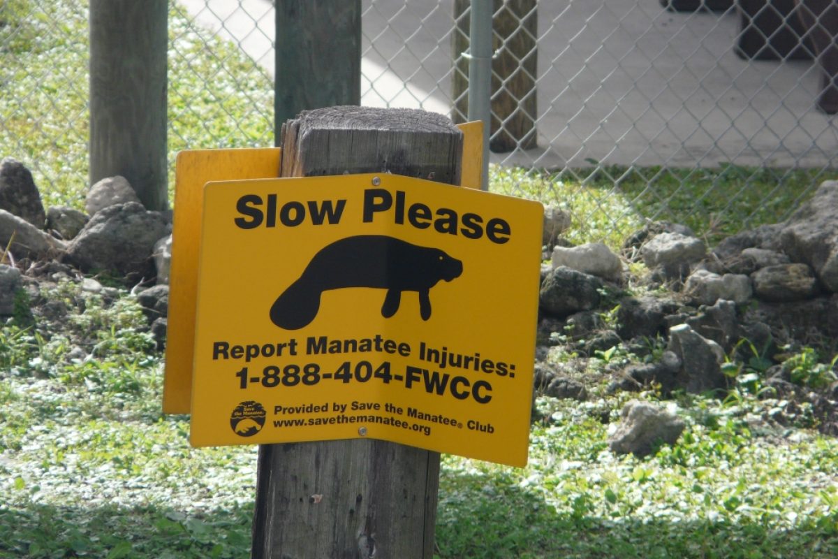 Manatee