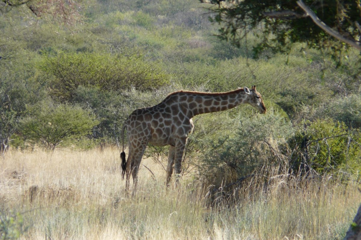 Giraffe ganz nah