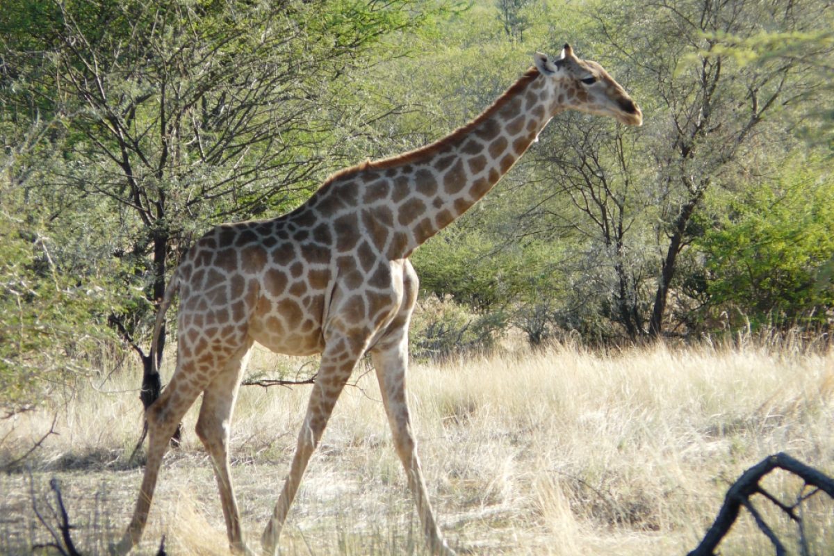 Giraffe ganz nah