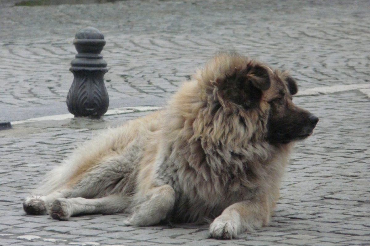 Kangal