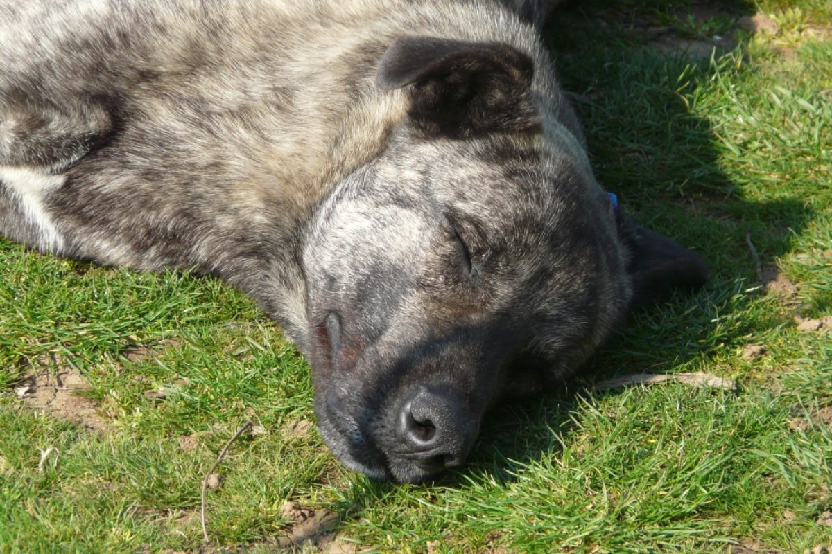 Kangal