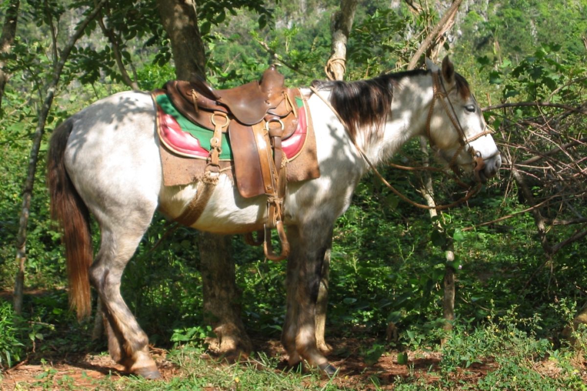 Vinales