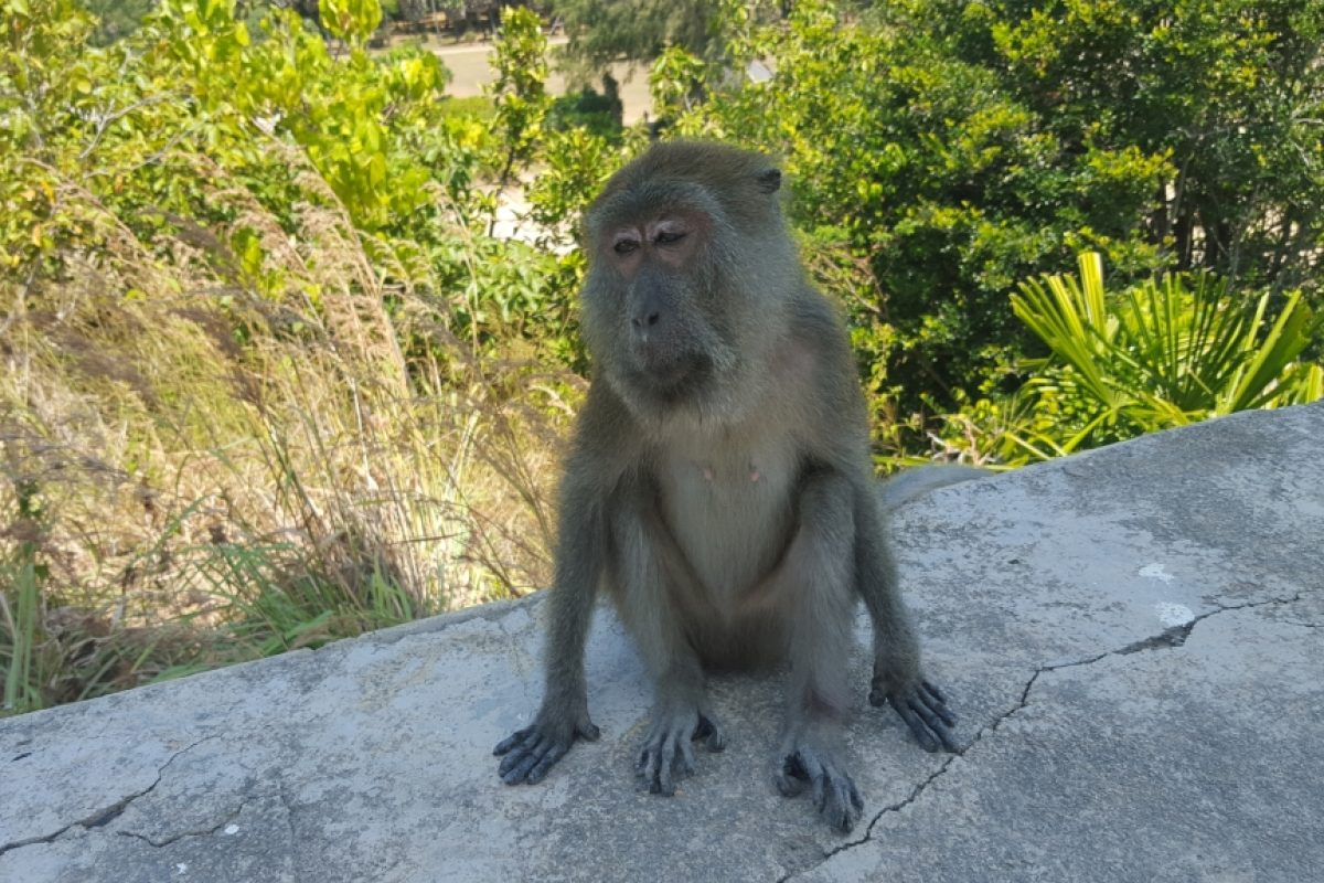 Makake im Nationalpark