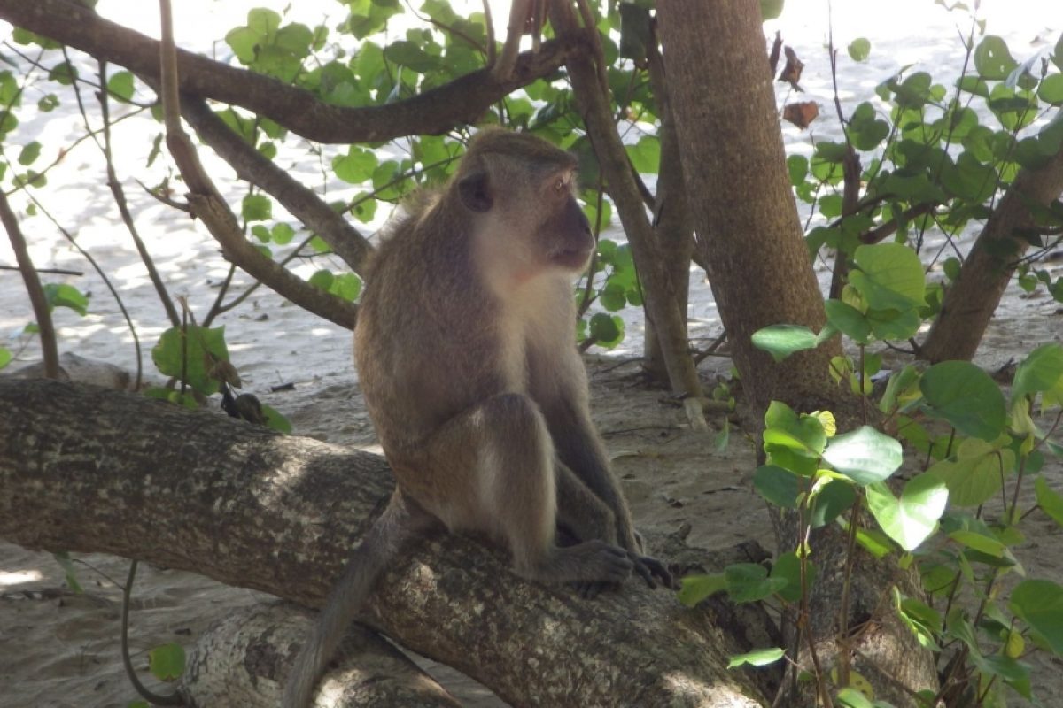 Makake im Nationalpark
