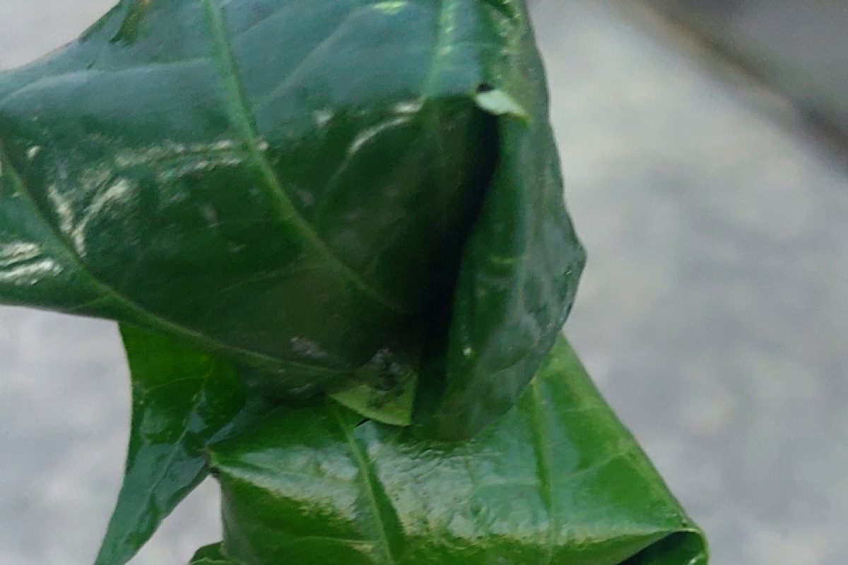 Miang Kham