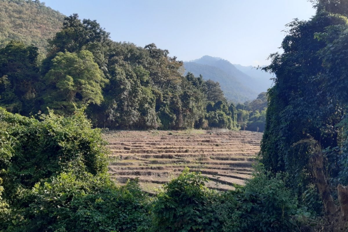 Fern Resort