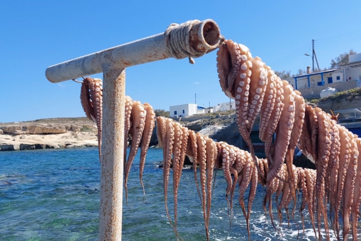 Heute gibt es Oktopus