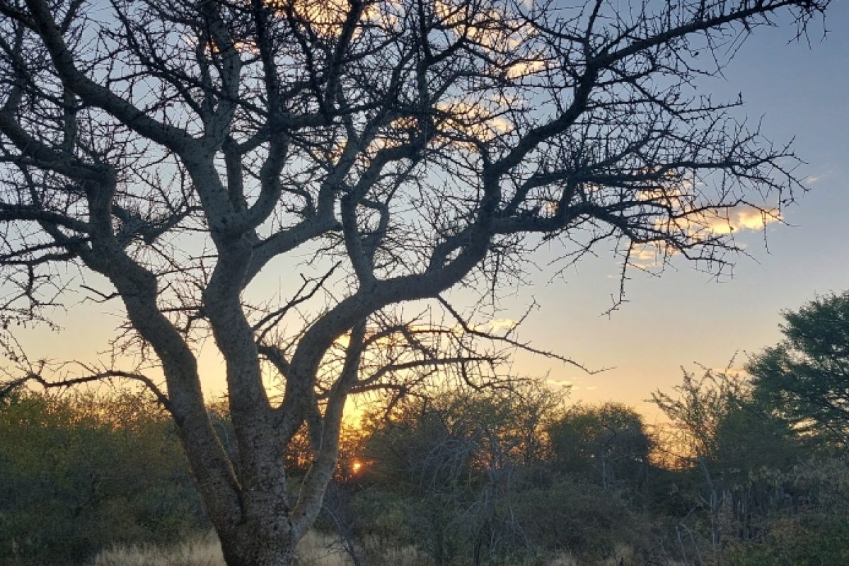 Sonnenuntergang im Busch