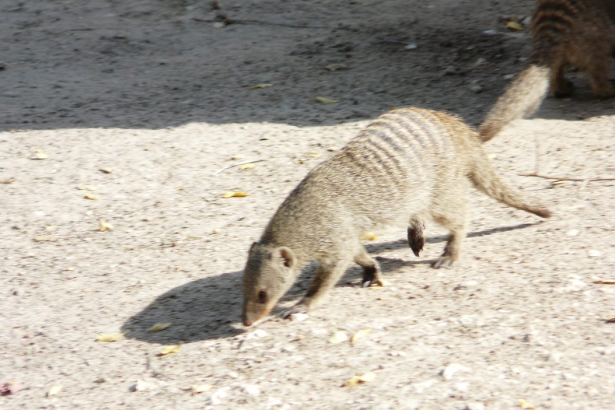 Zebramanguste