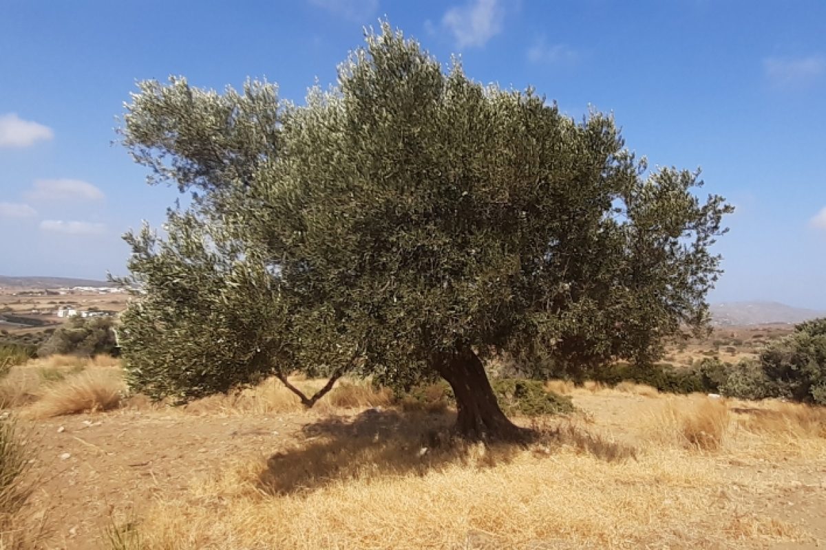 Olivenbaum