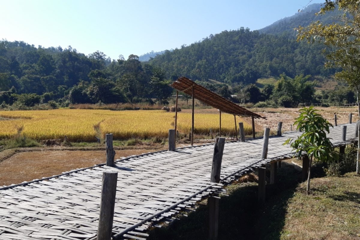 Bamboo Bridge