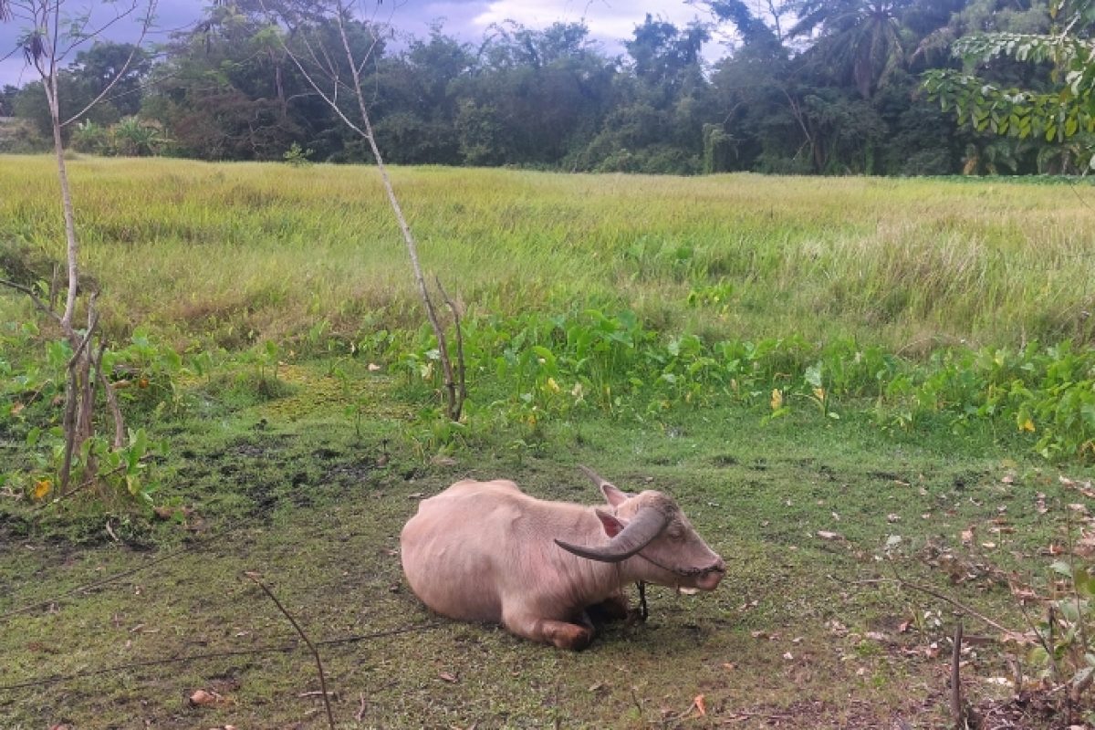 Baan Dam Museum