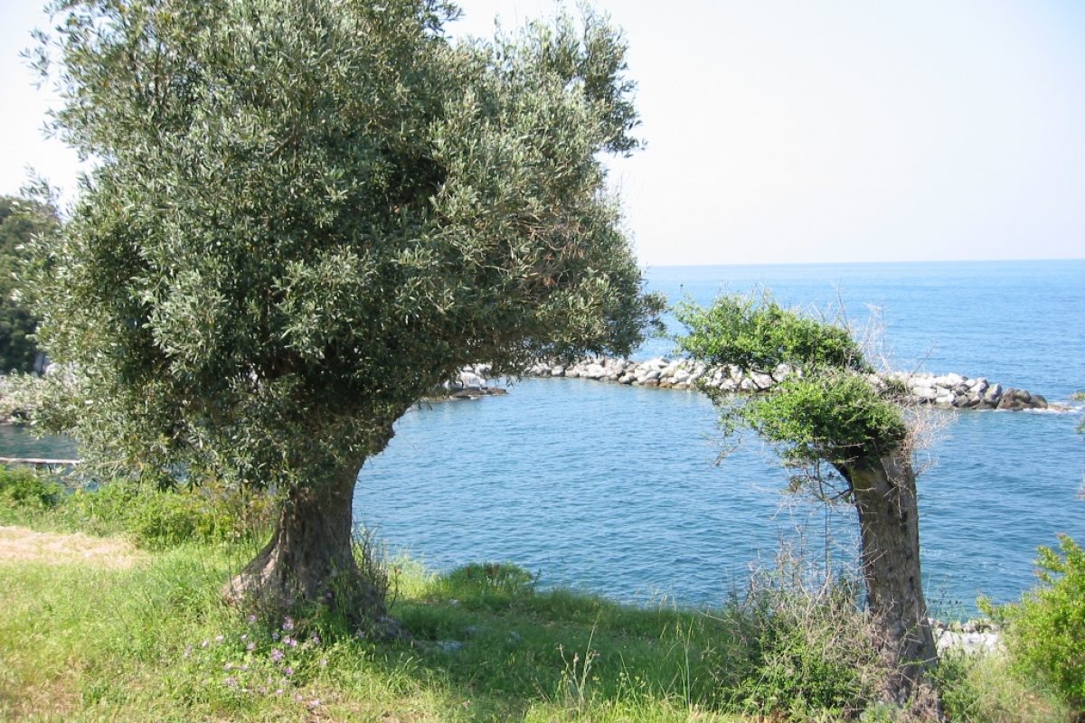 Damouchari