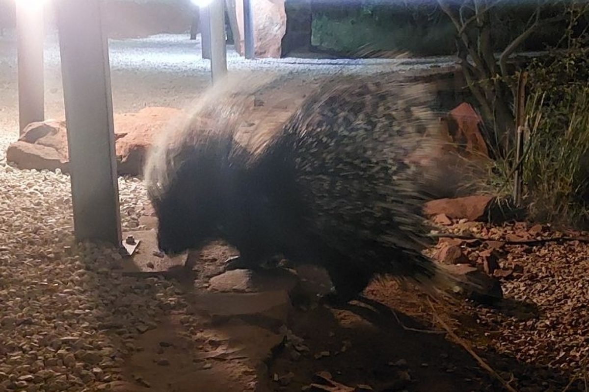 Stachelschwein