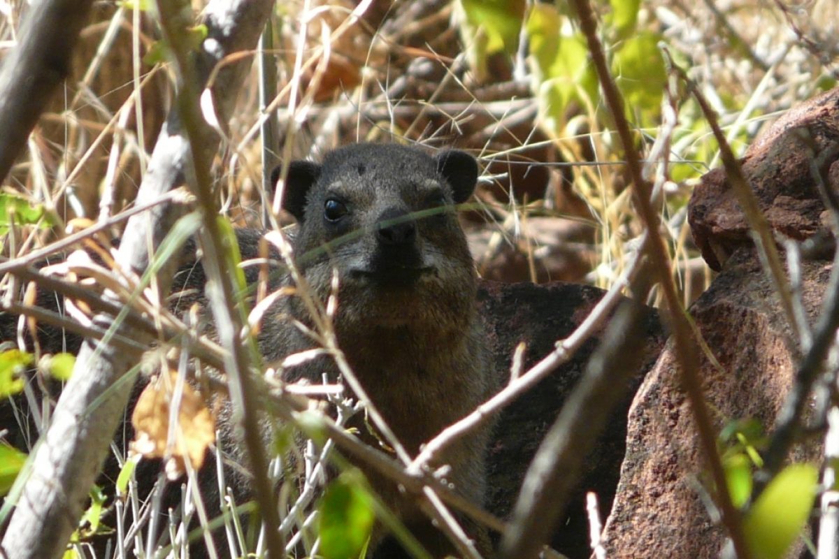 Klippschiefer aka Rock Dassie