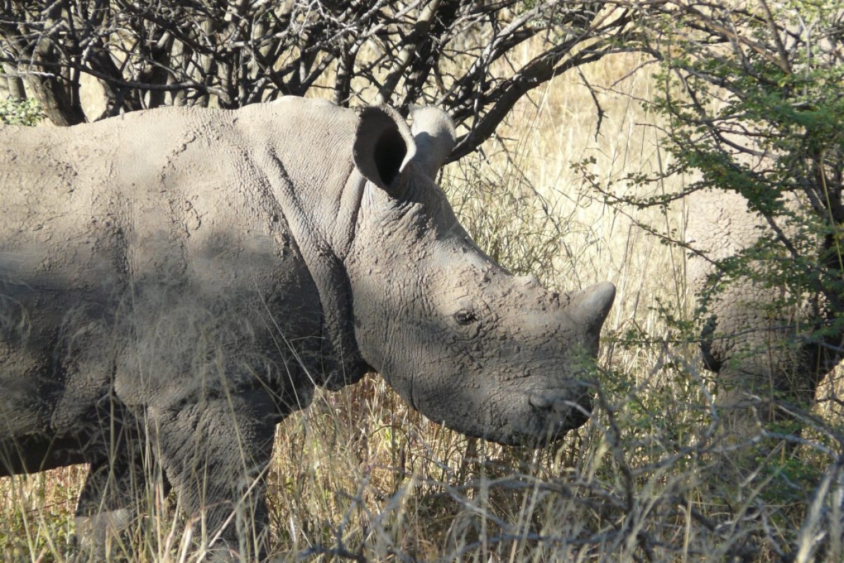 Nashorn hautnah