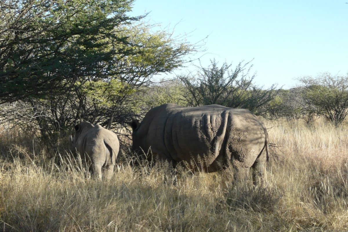 Nashorn hautnah