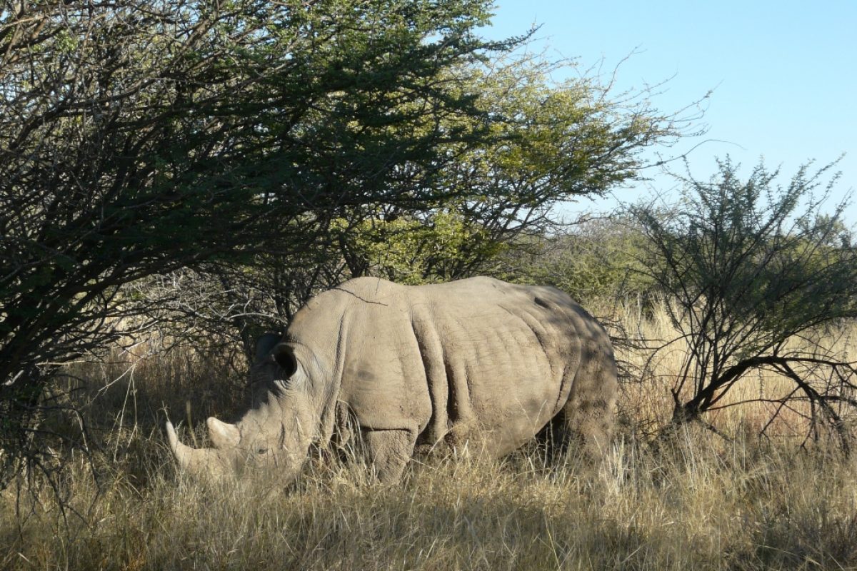 Nashorn hautnah