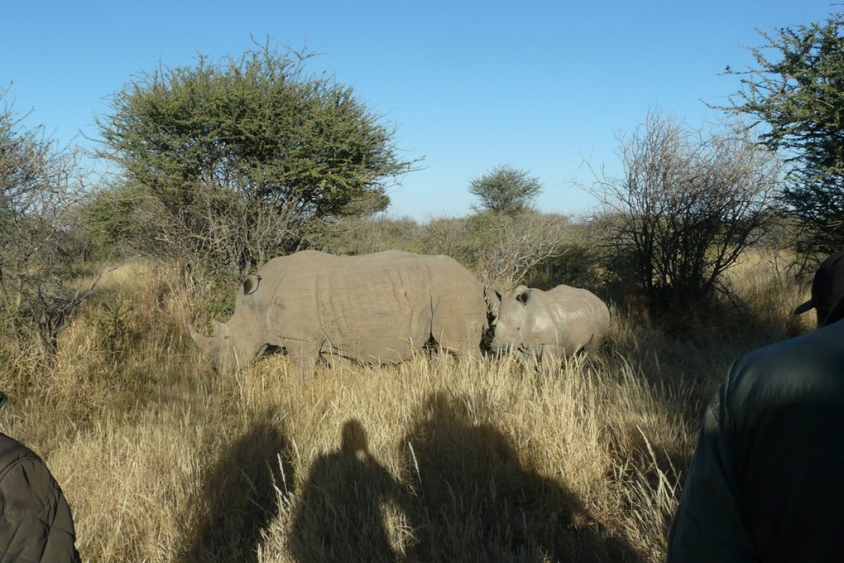 Nashorn hautnah