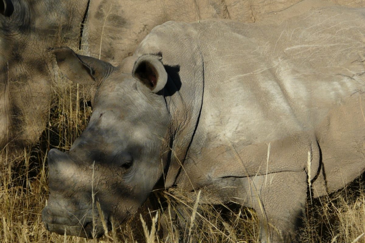 Nashorn hautnah